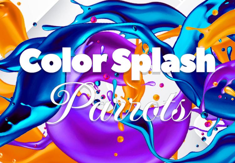 Color Splash: Parrots بي سي ستيم كود رقمي