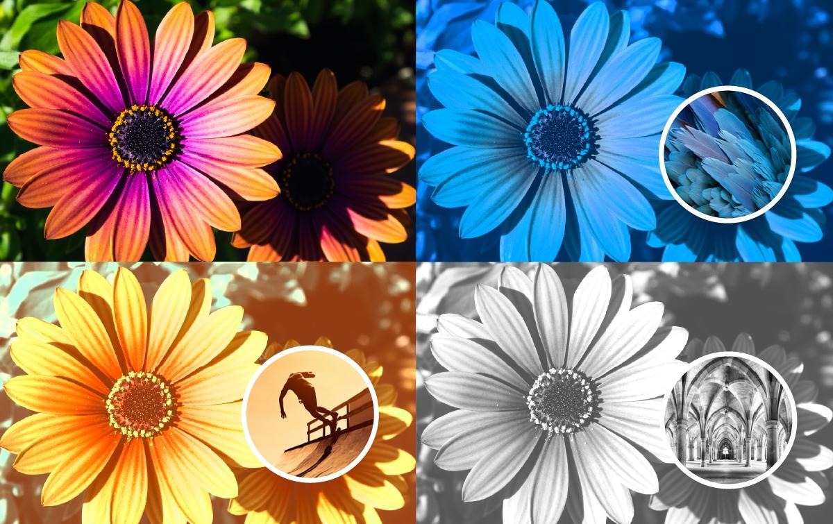 Screen Shot image 3 Adobe Photoshop Elements 2025 (3 سنوات / 1 جهاز)
