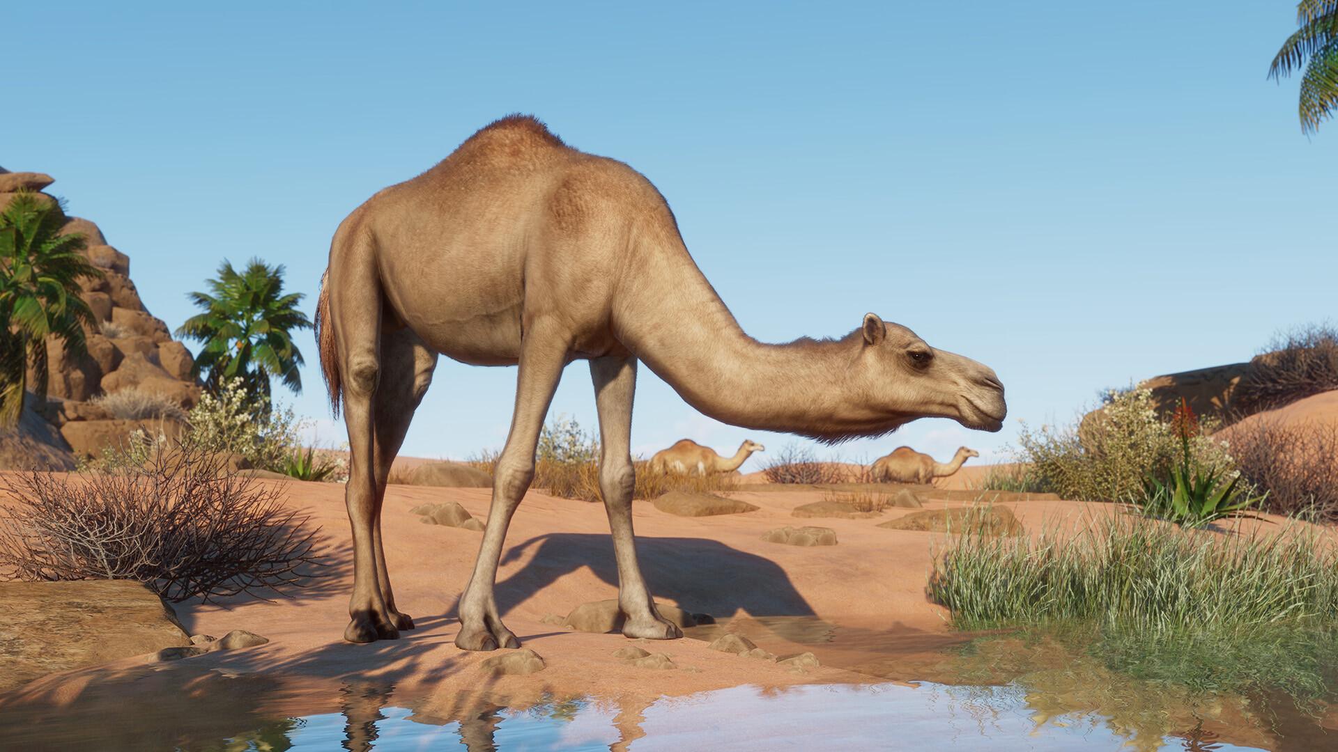Planet Zoo - Arid Animal Pack DLC اوروبي بي سي ستيم كود رقمي